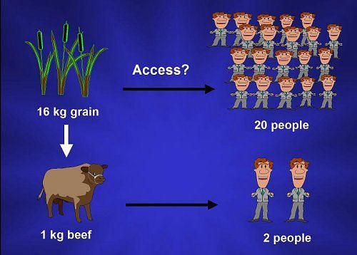 9f59d983f167bb4f93db80ebe007aa14--why-vegan-vegan-life